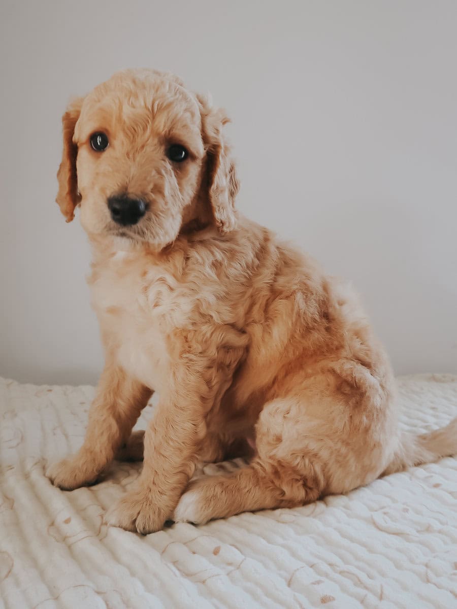 Multi-Gen Doodle Puppies for sale! image 2