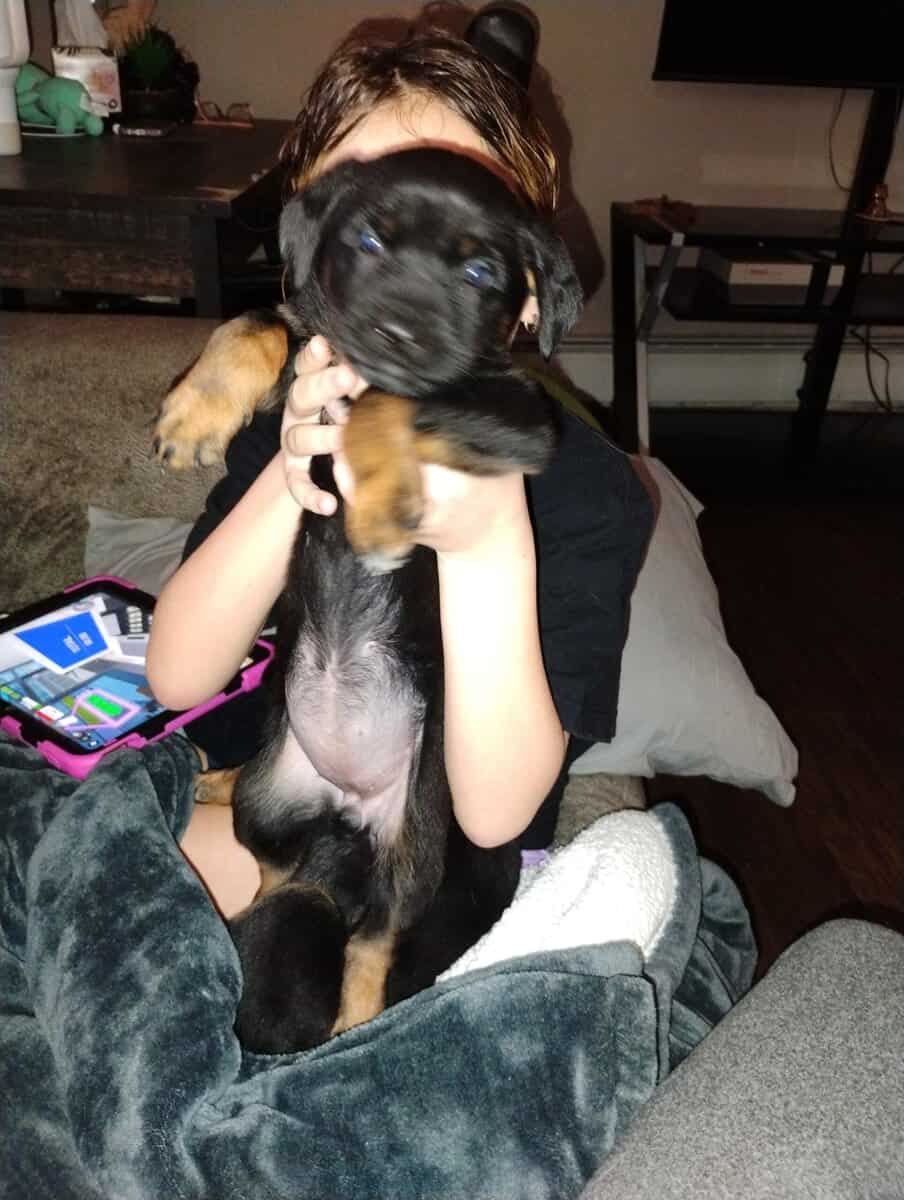 Rottweiler/ German Shepherd mix puppies image 5