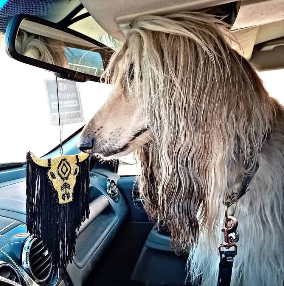 Afghan hound image 2