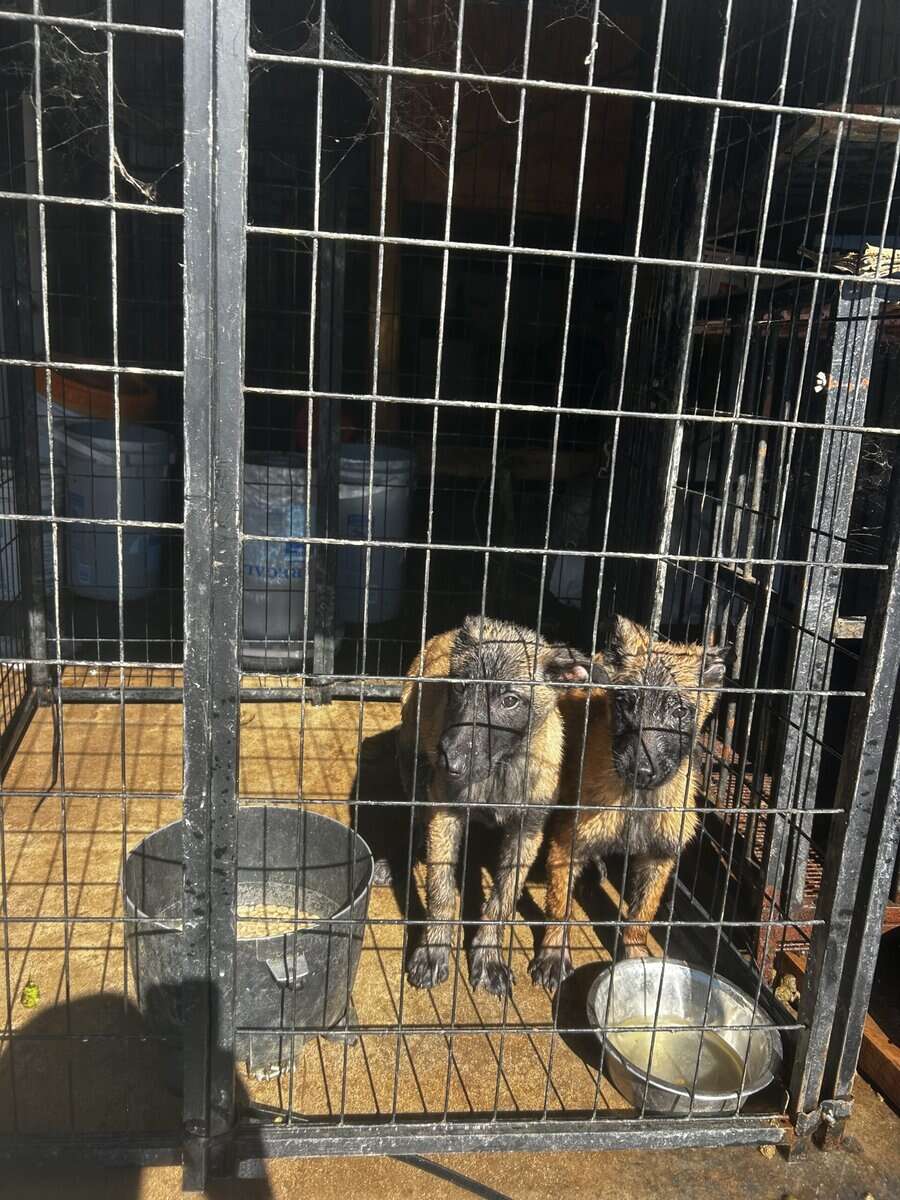 Belgian Malinois puppies image 6