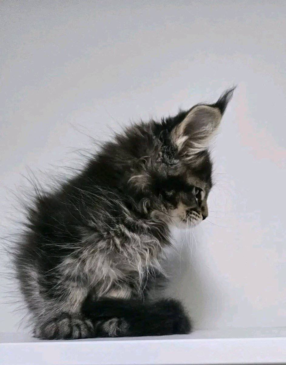 Male and female Maine Coon kitten's for adoption image 1