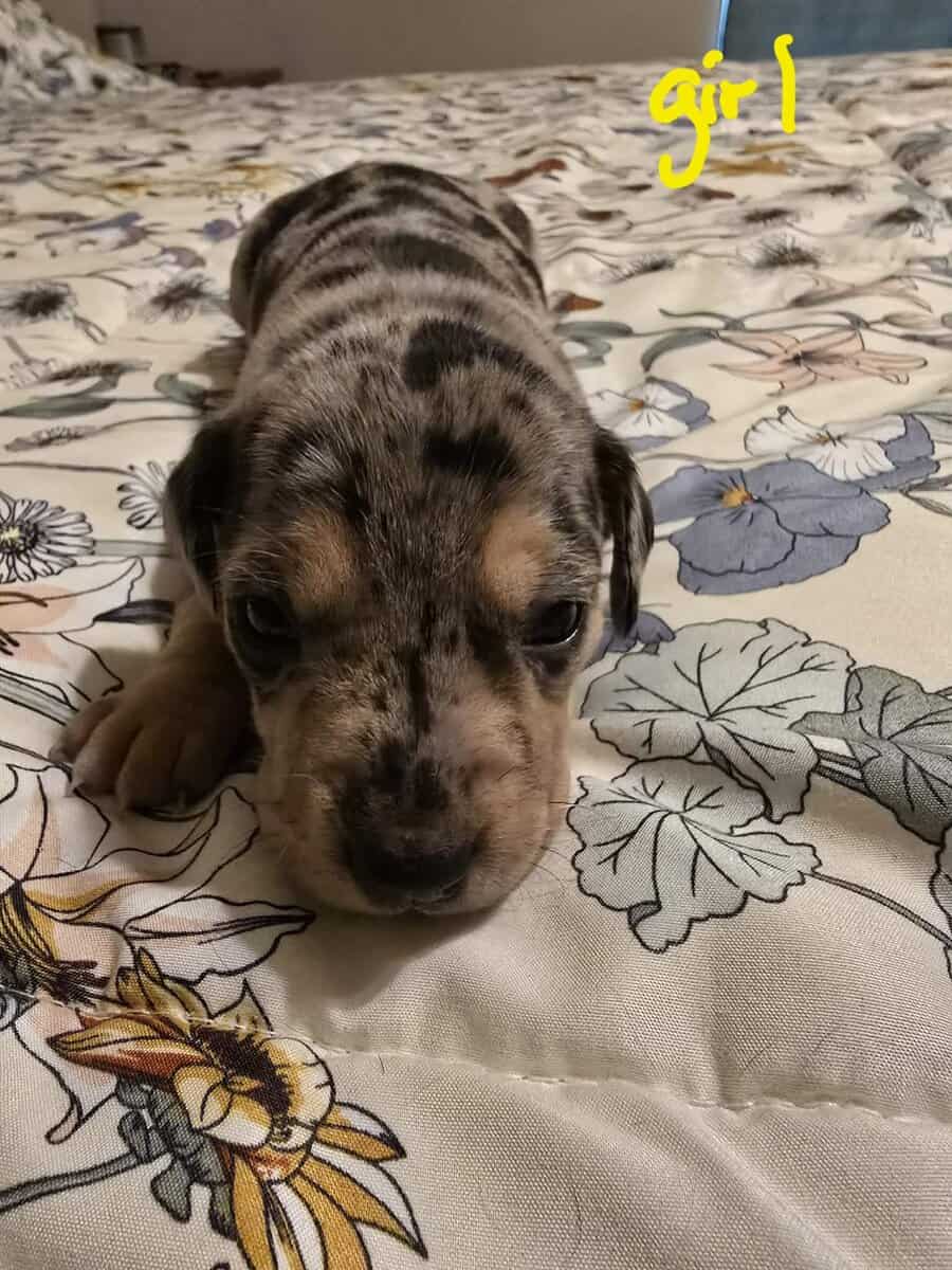 Miniature mix dachshund image 1
