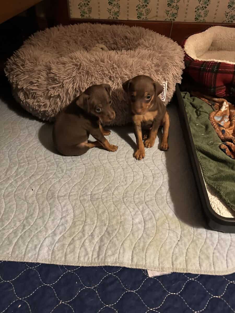 Min pin puppies image 20