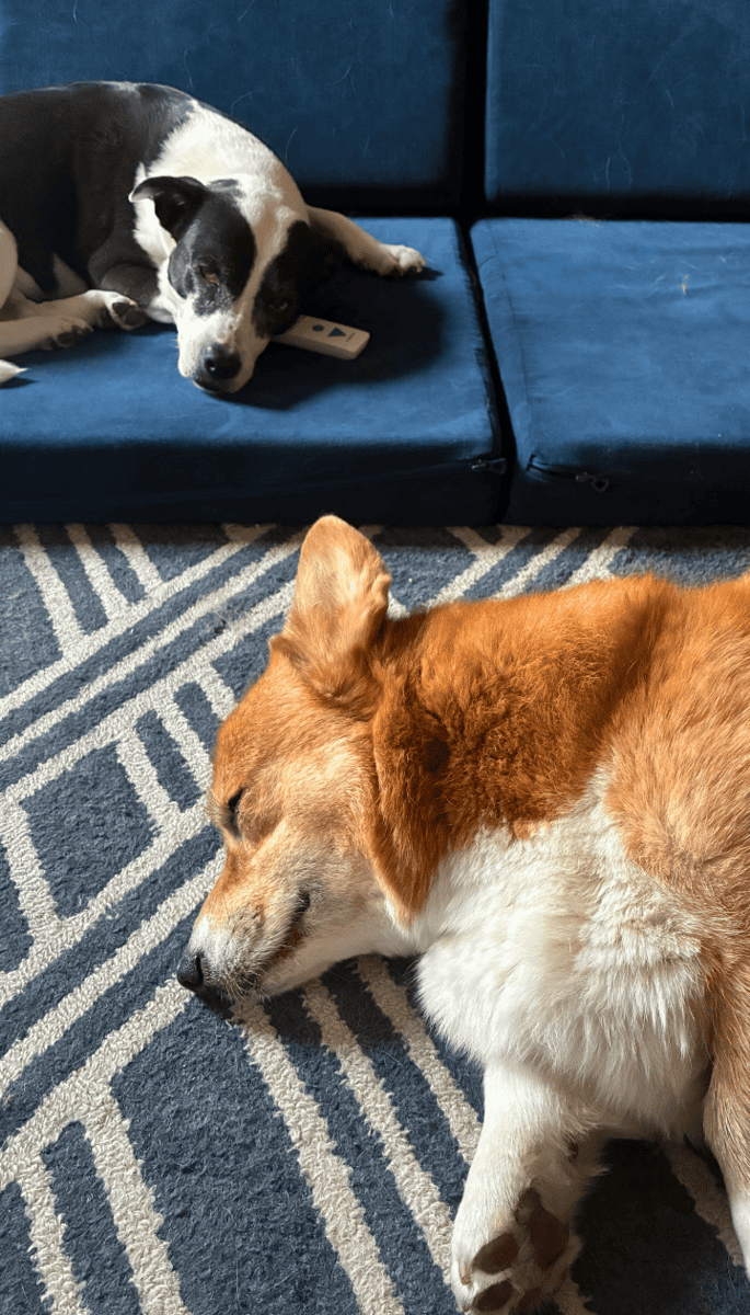 Corgi & Corgi-mix (bonded pair) image 3