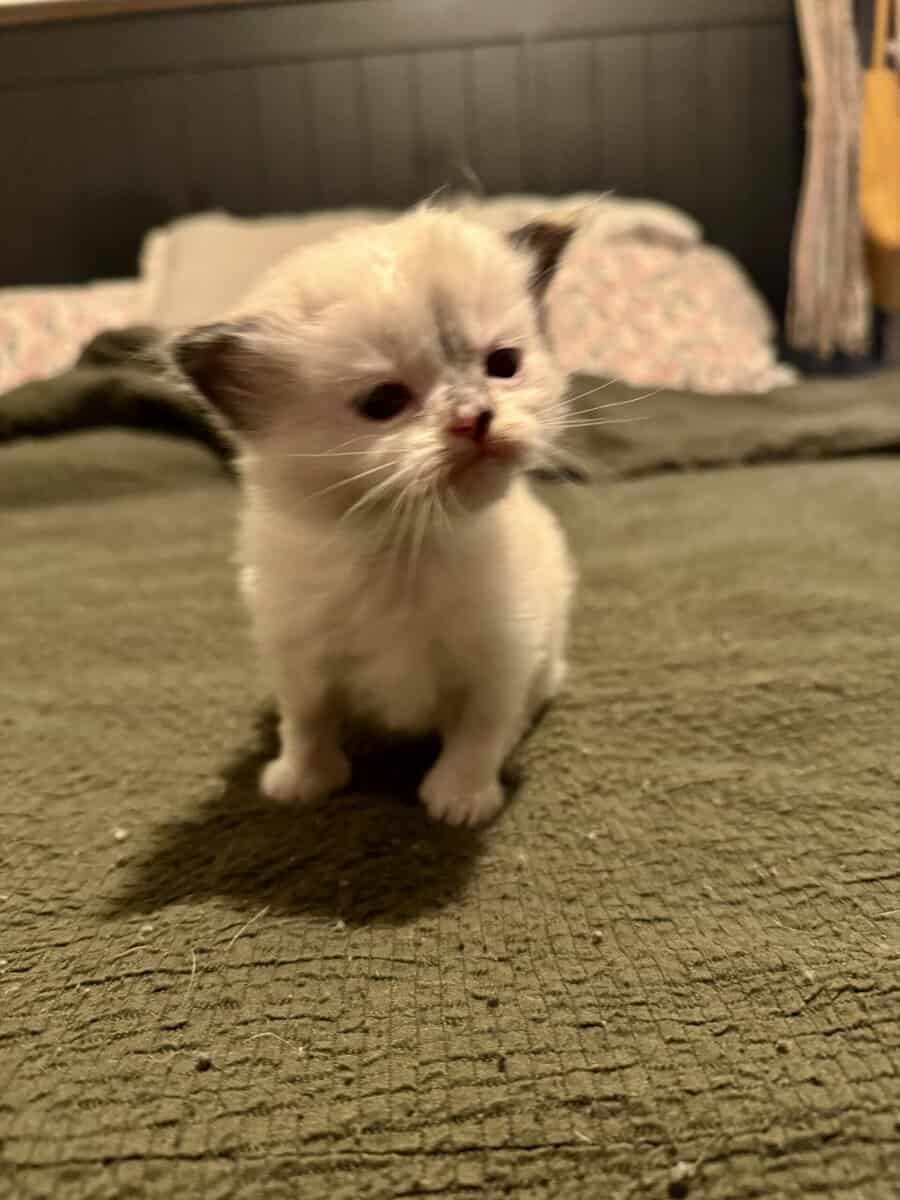 Furever Love image 9