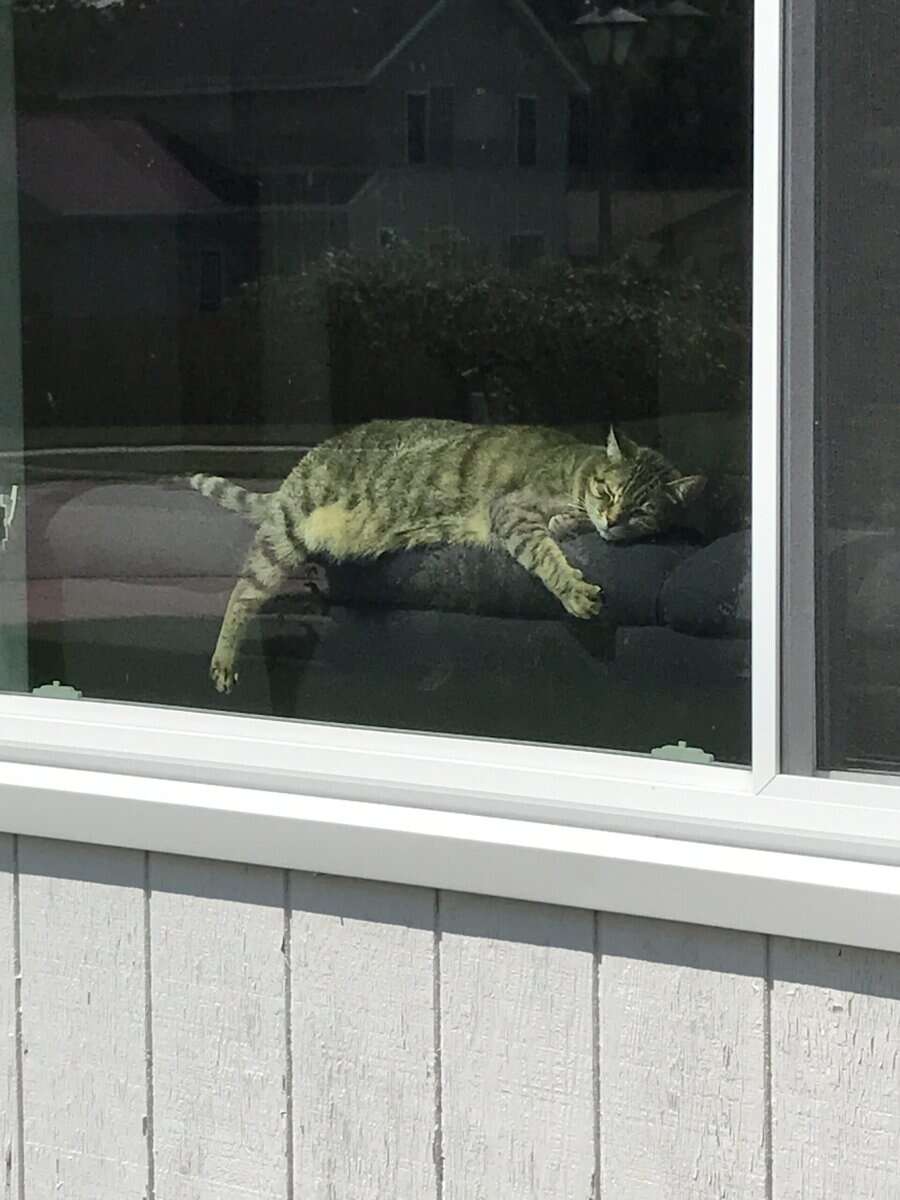 Rehoming Senior Female Cat image 1