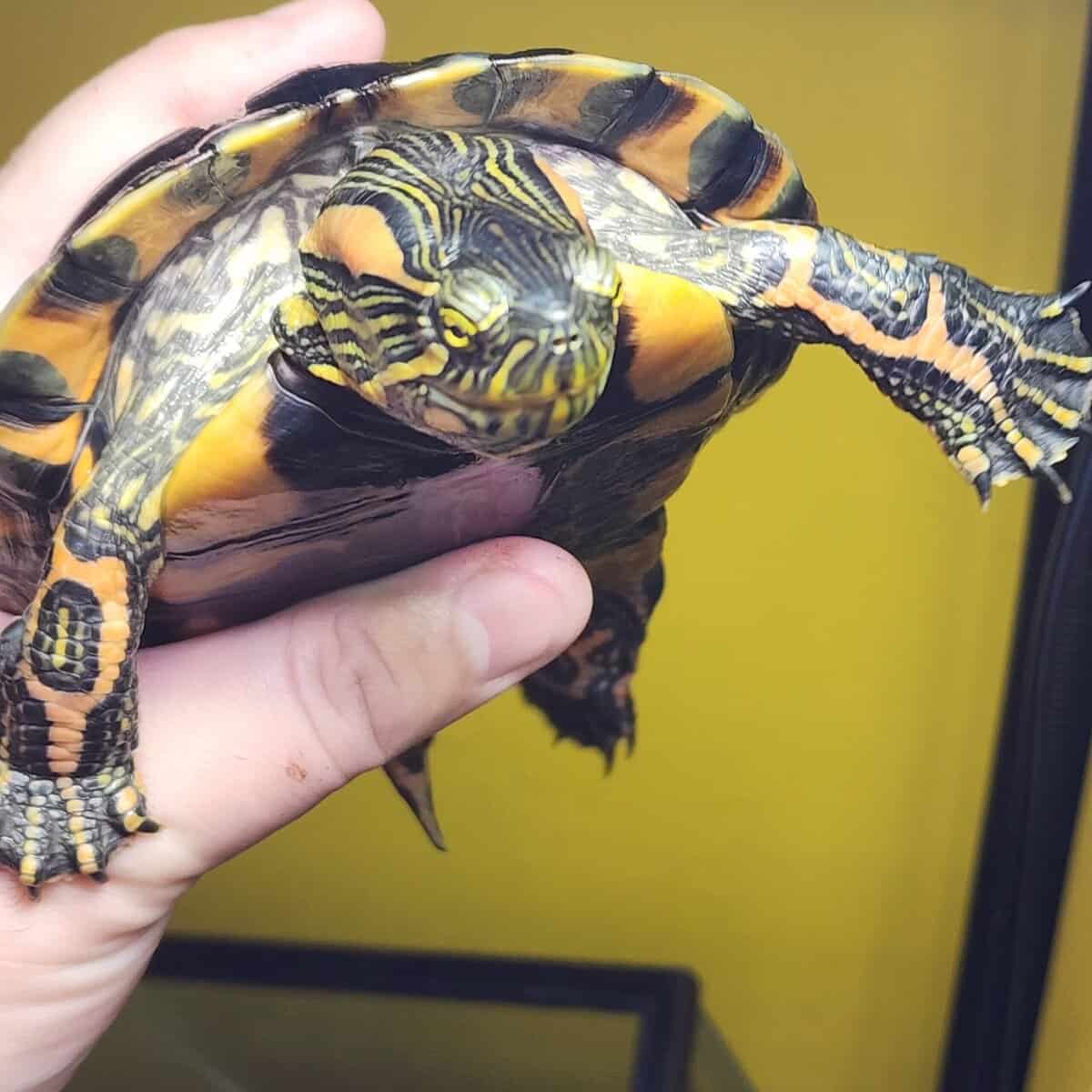 D'orbigny's slider turtle image 6