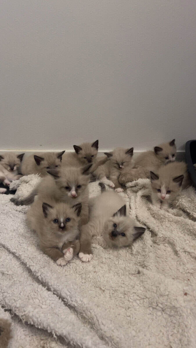 Ragdoll/ Siamese Kittens image 1
