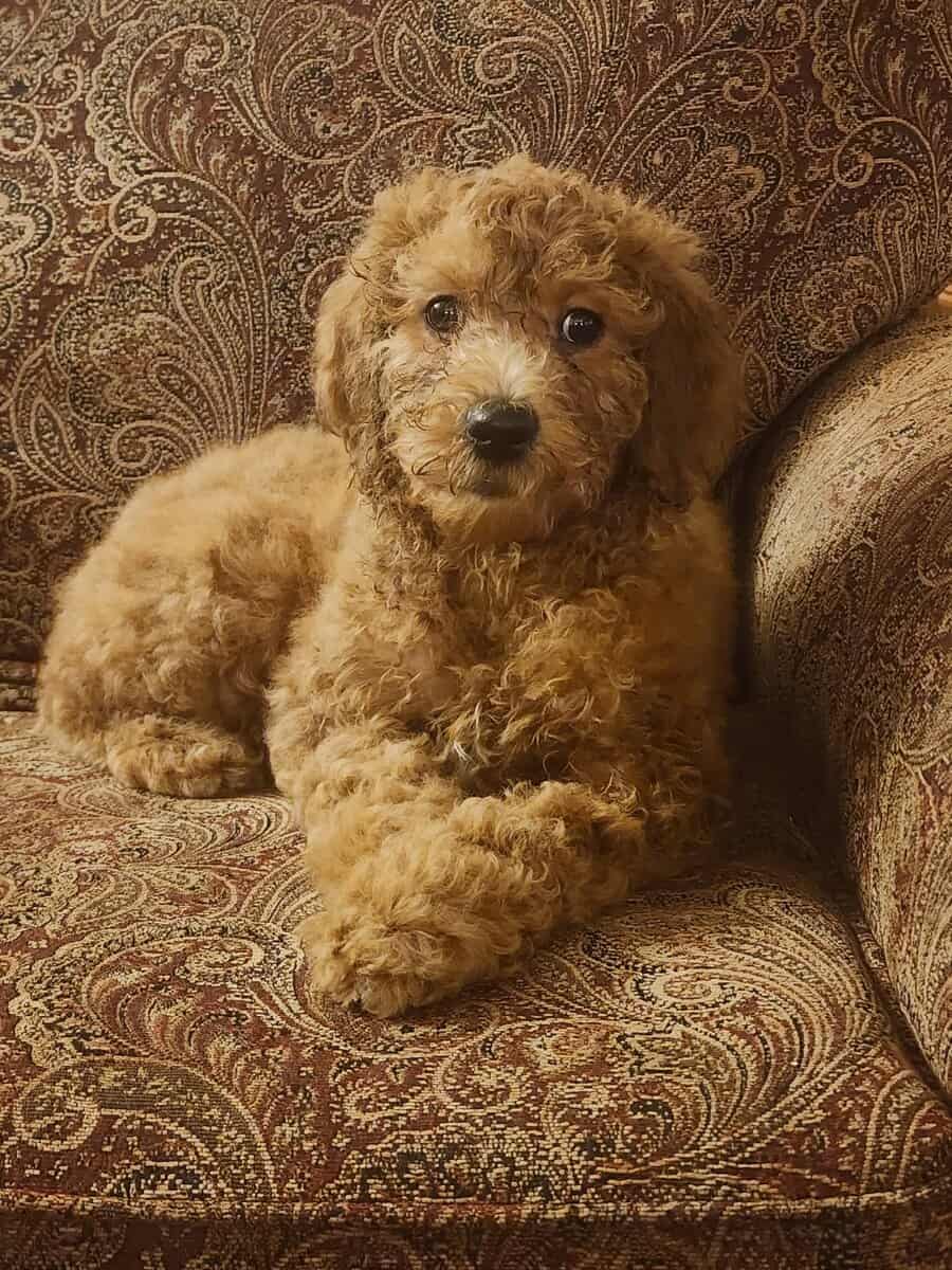 3 goldendoodle F2b puppies image 1