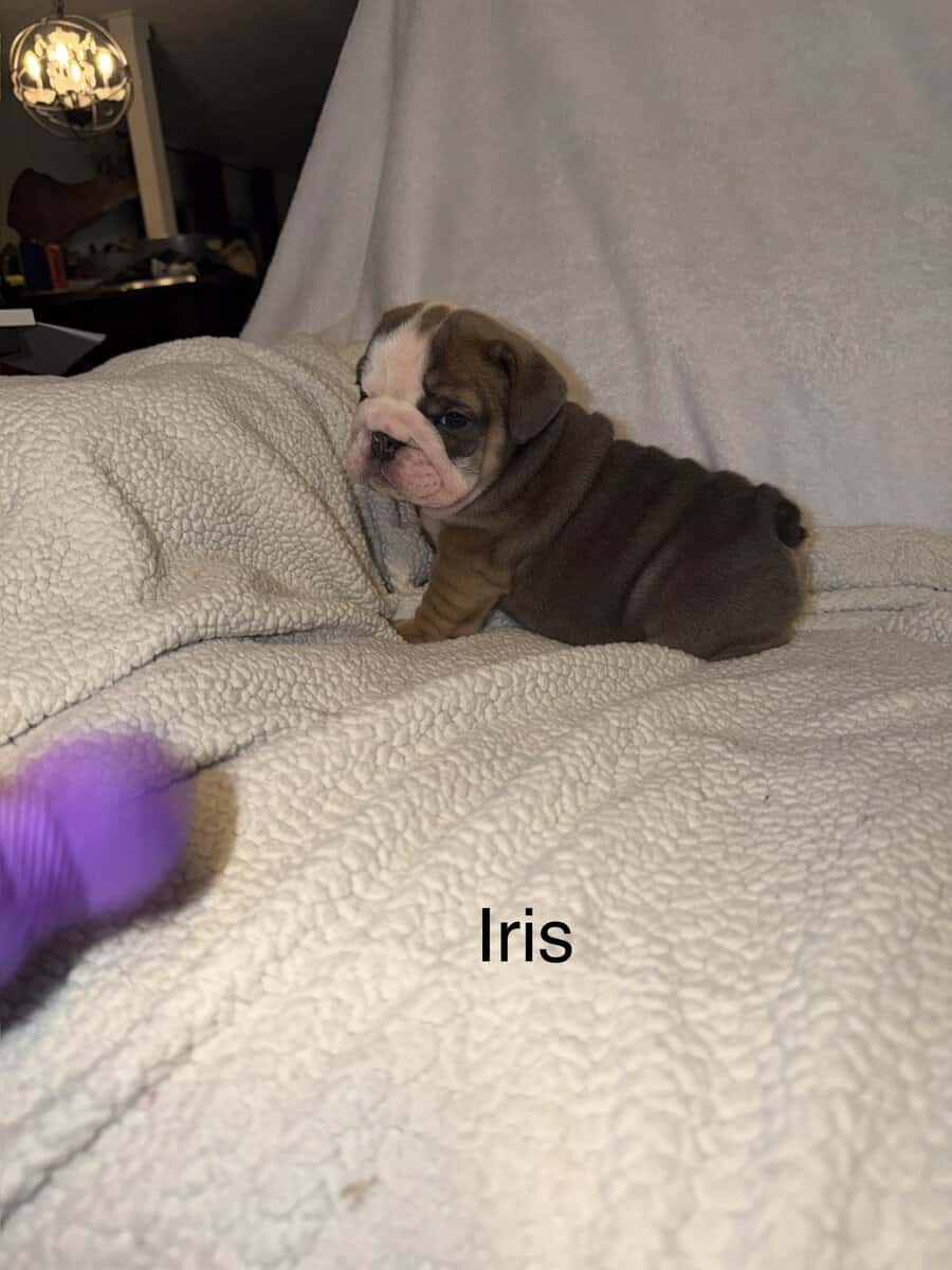 🐾 **Adorable English Bulldog Puppies ** 🐾 image 12