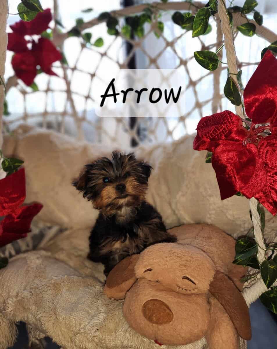 Yorkie puppies for sale image 14