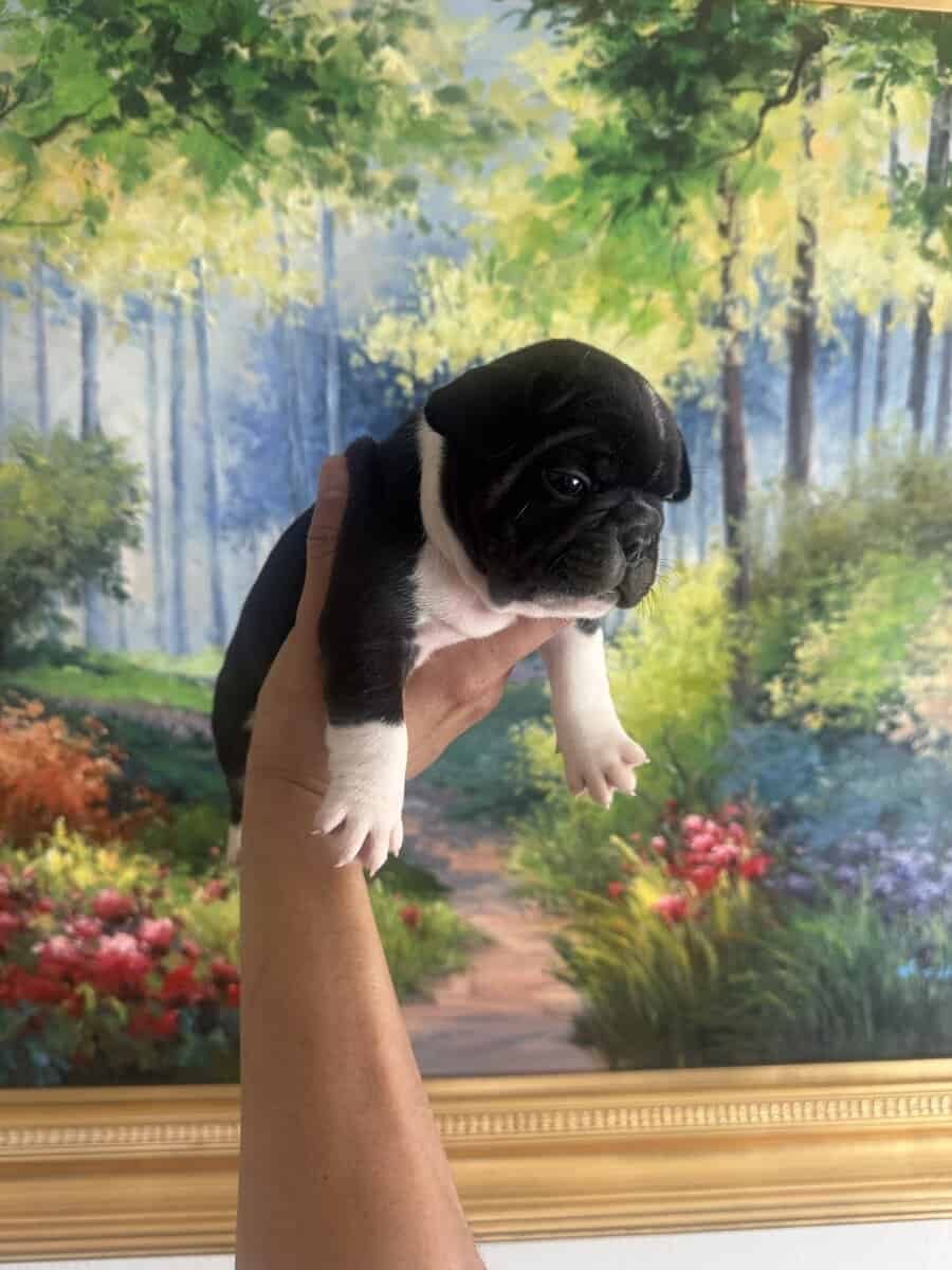 French Bulldog Puppies image 11