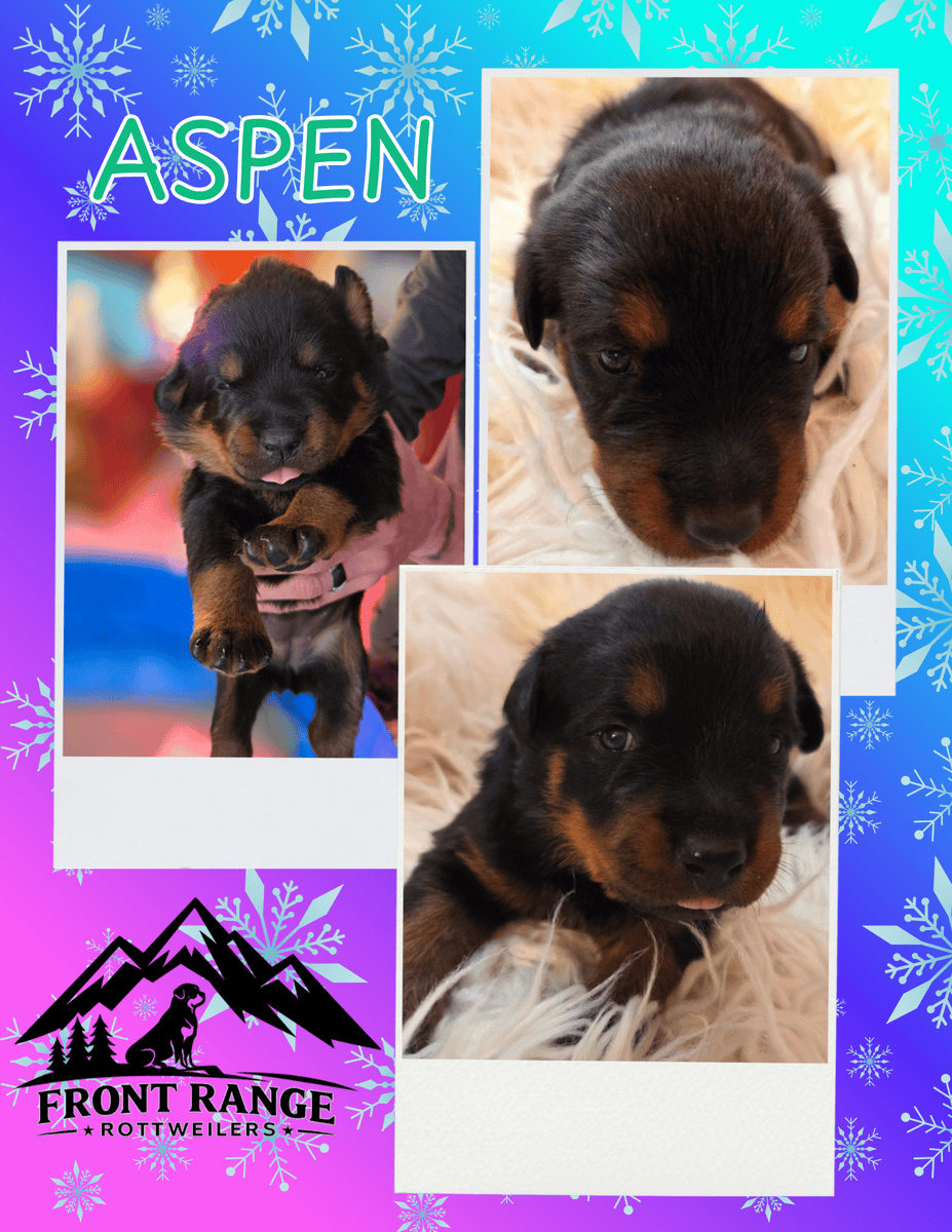 Front Range Rottweilers Looking For Loving Homes image 12