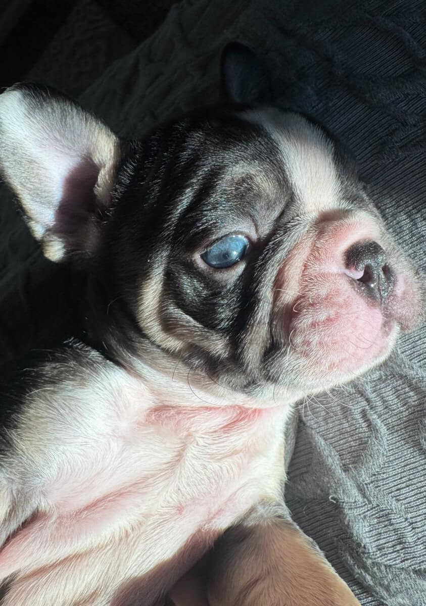 French Bulldog Puppies image 5
