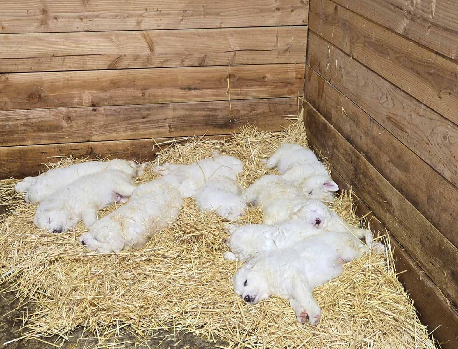 Great Pyrenees puppies image 2