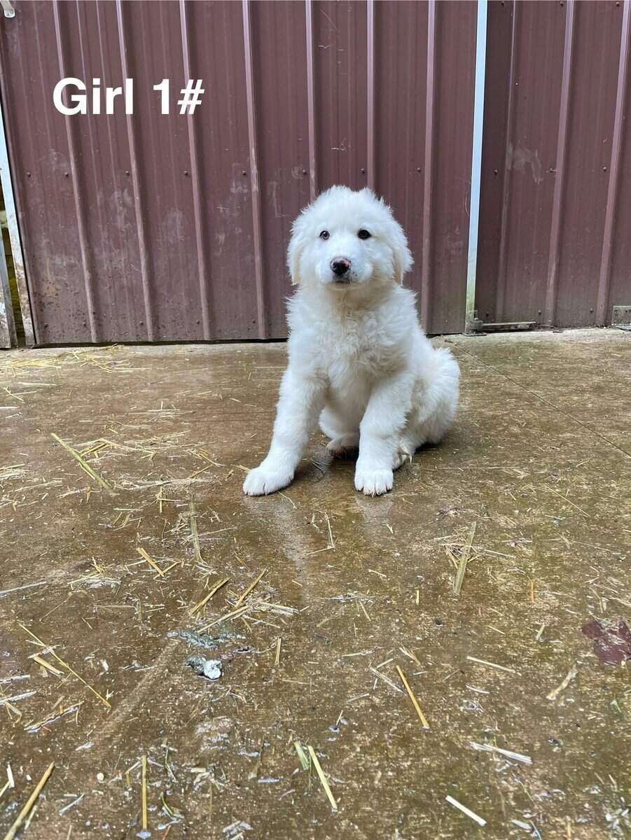Great Pyrenees puppies image 8