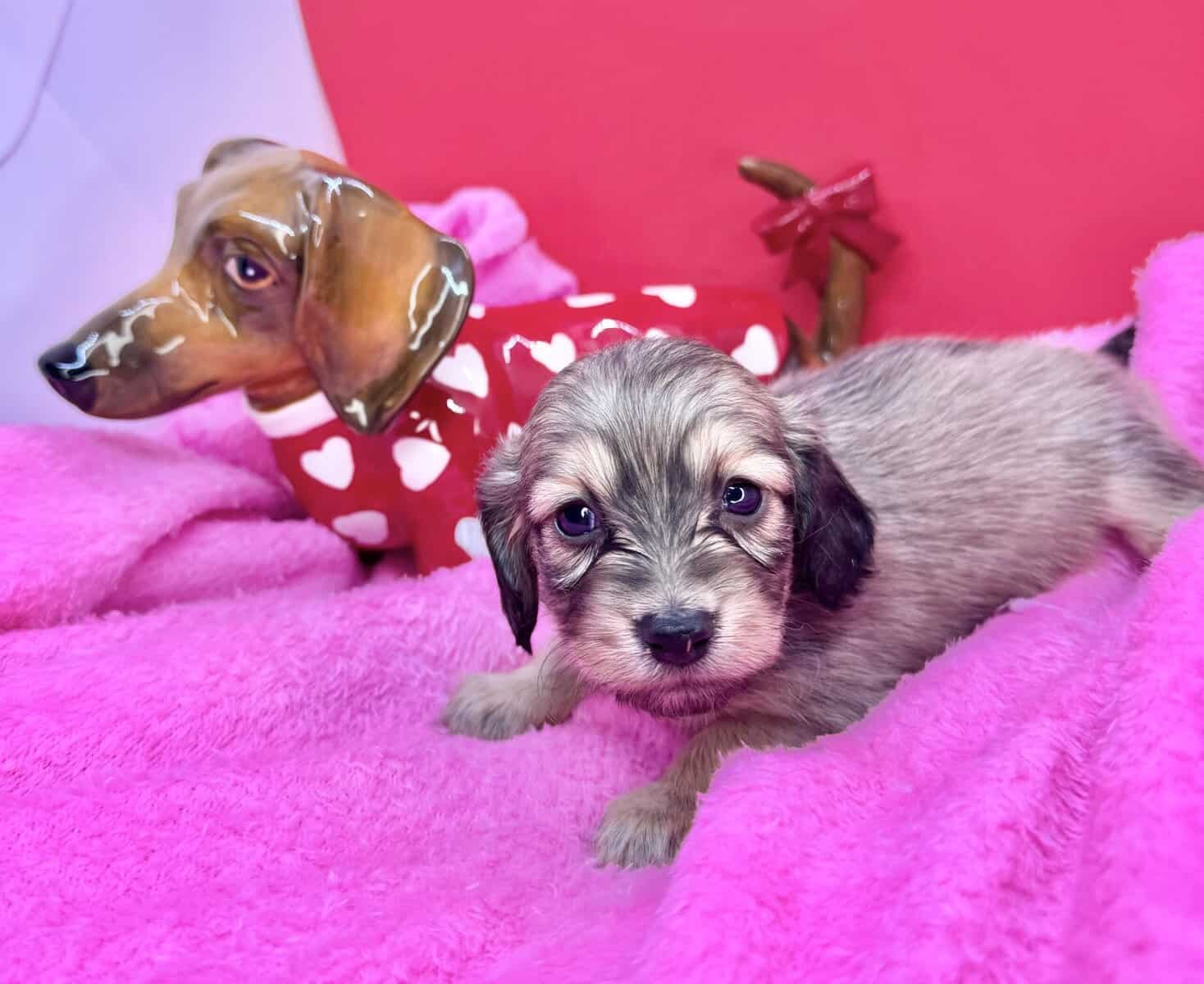 Champion bred dachshund puppies-Import line AKC image 20