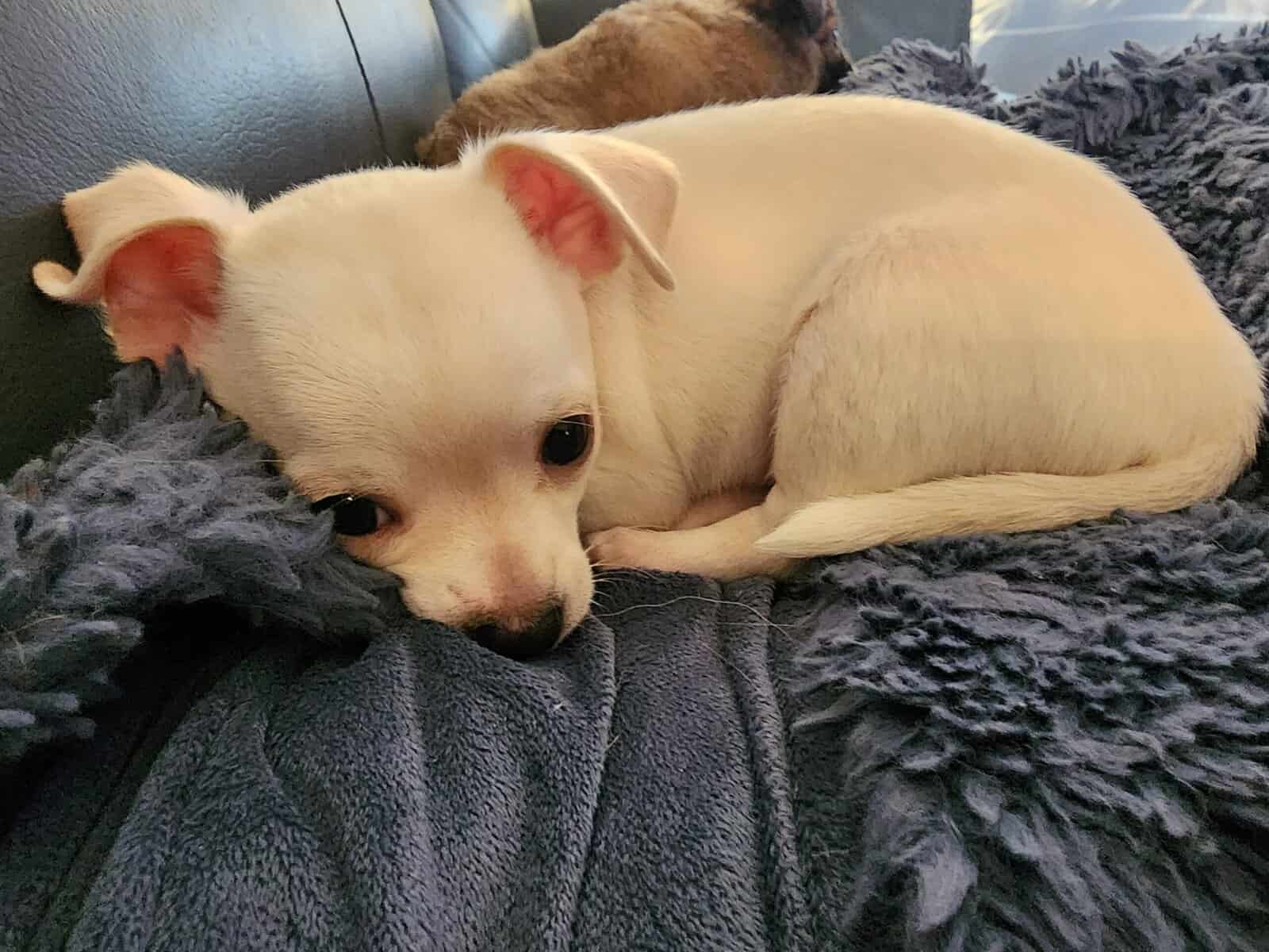 MALE CHIHUAHUA PUPPY image 1