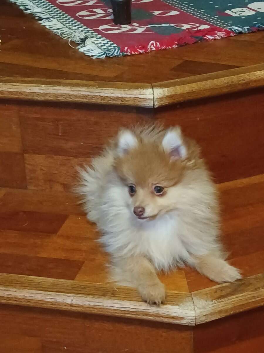 Pomeranian puppy image 7