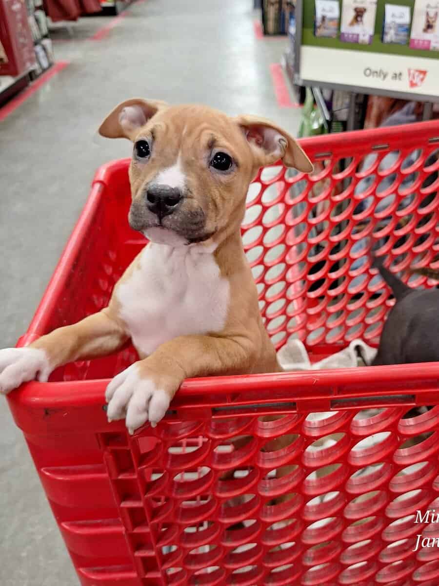 UKC American Pit Bull Terrier image 2