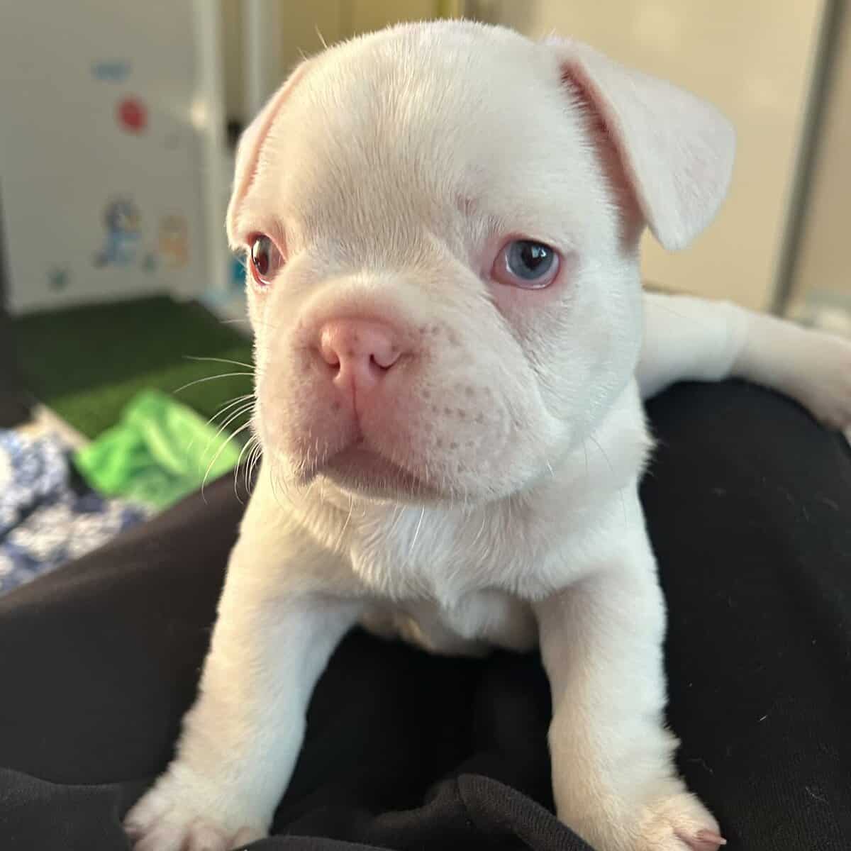 Frenchie pups image 8