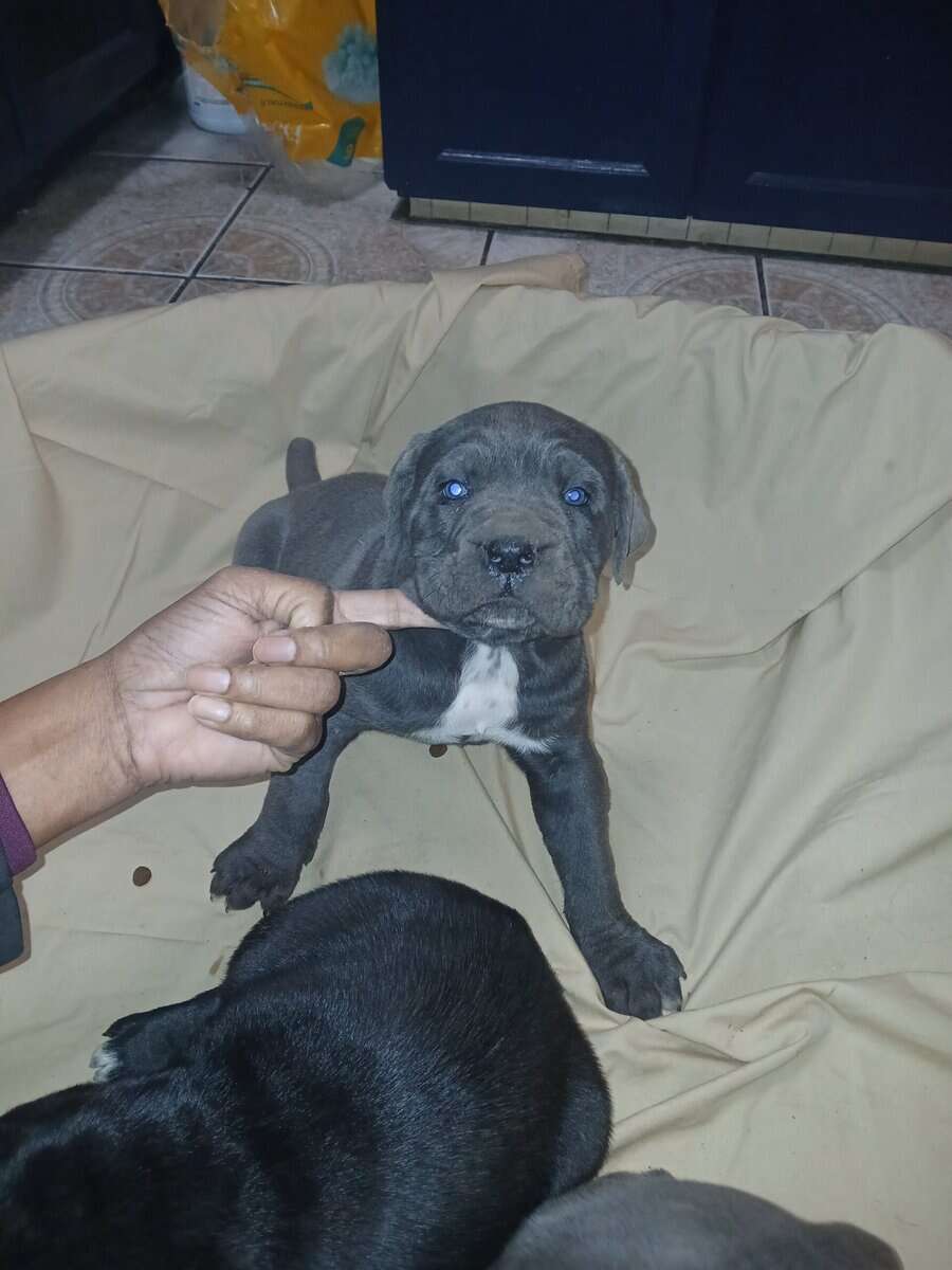 Cane corso image 2