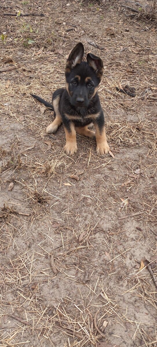 Registered German Shepherd Puppies image 1