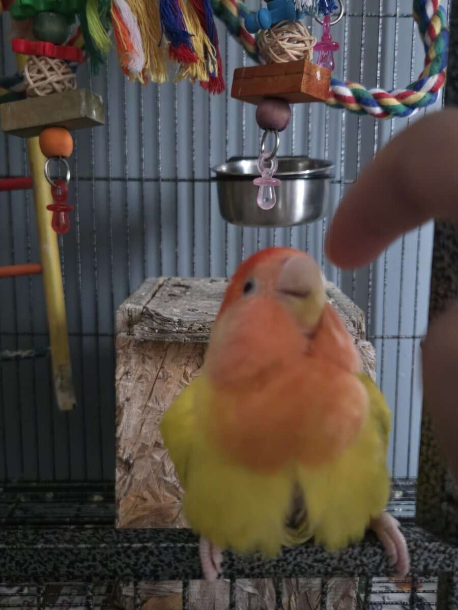 Cage/toys included! Red Headed Lutino Lovebird image 7