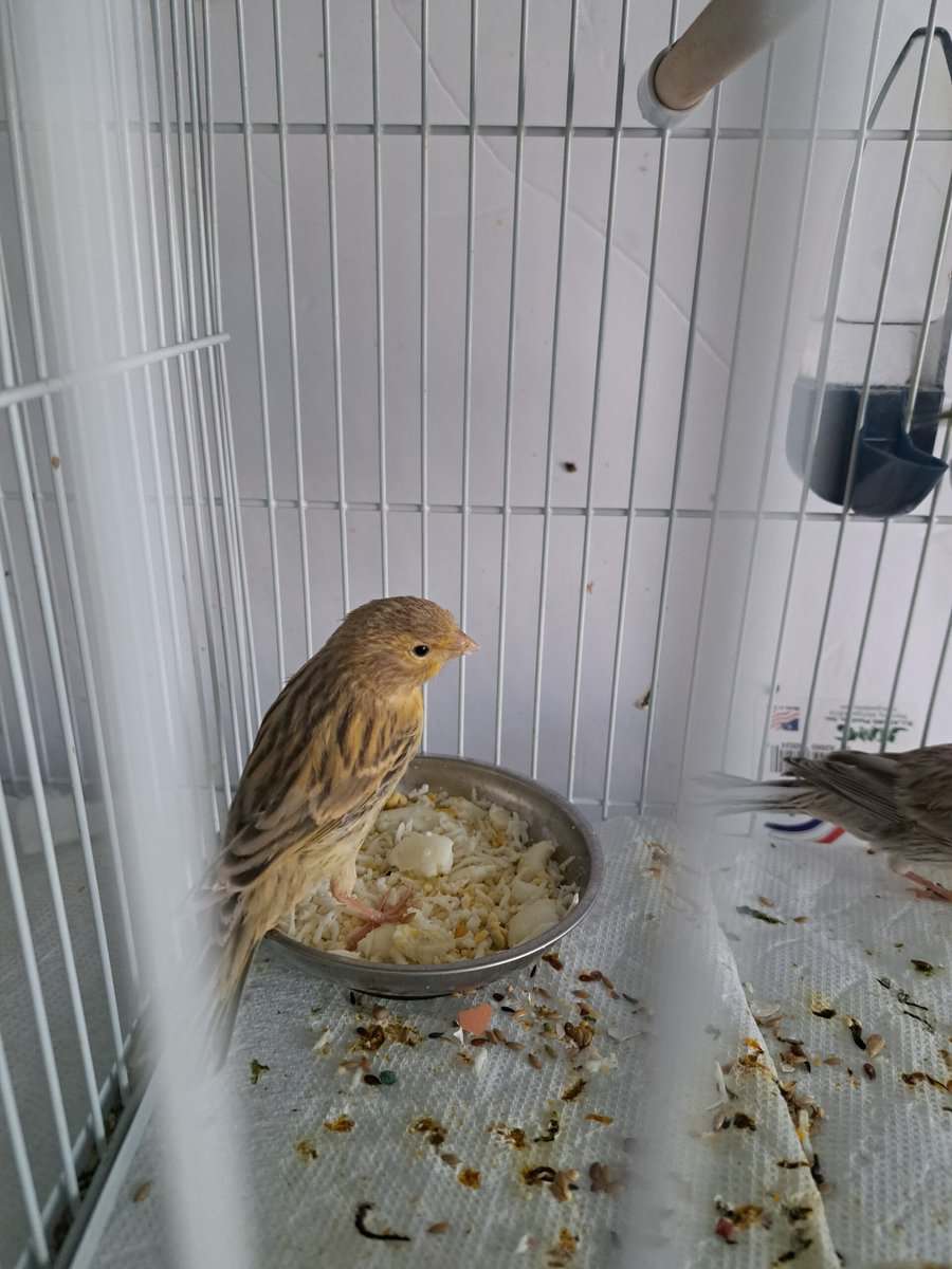 Canary birds for sale ,Columbus ohio image 2