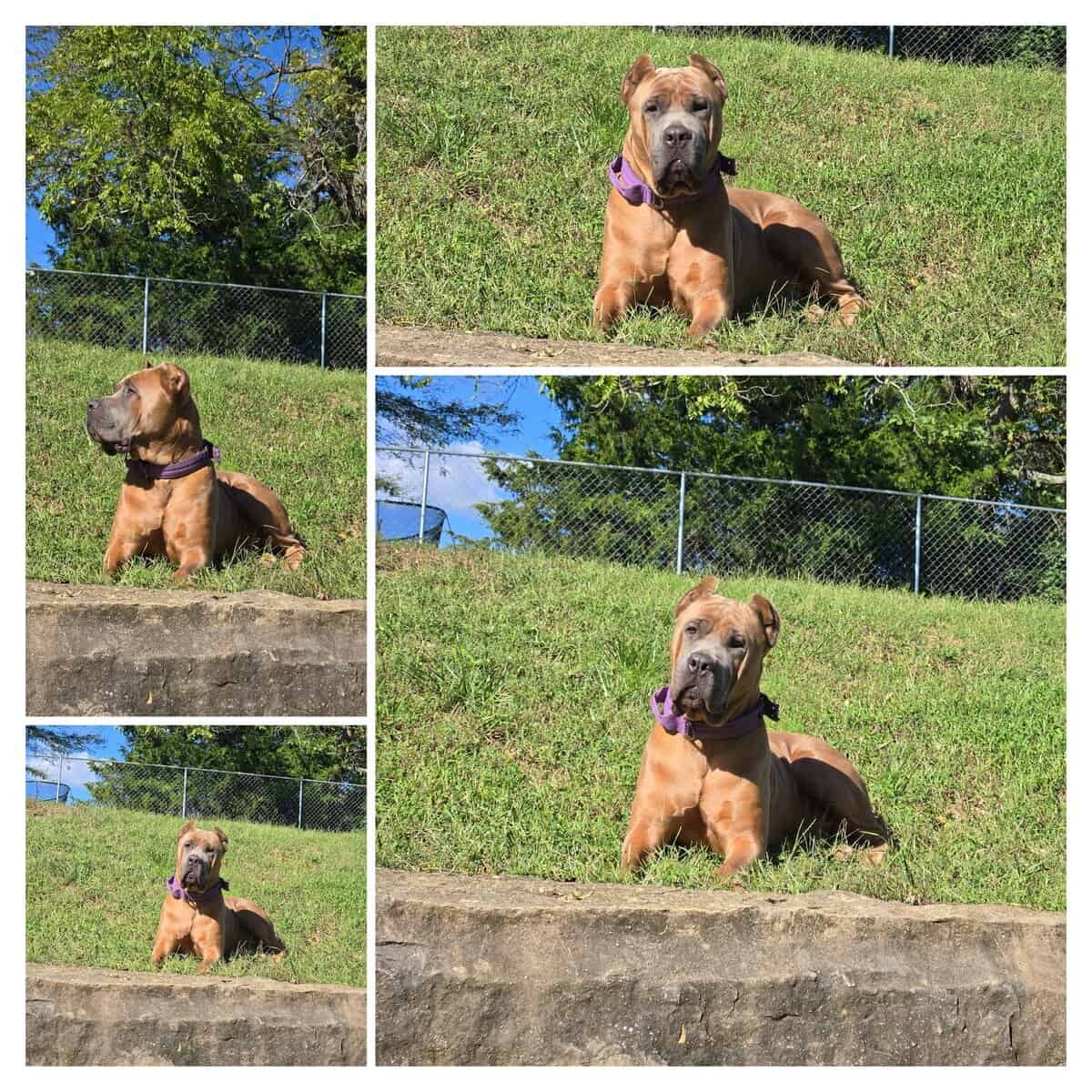 Cane Corso Puppies image 7