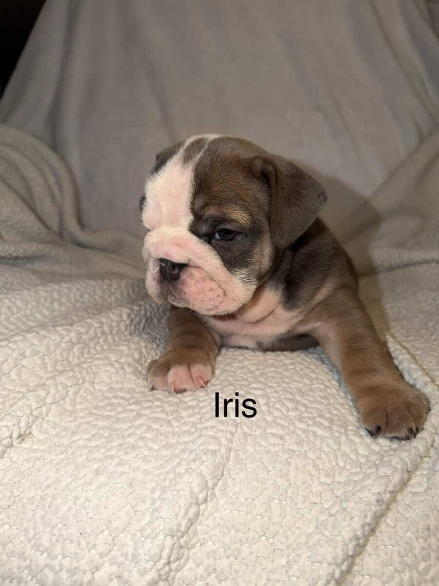 🐾 **Adorable English Bulldog Puppies ** 🐾 image 10