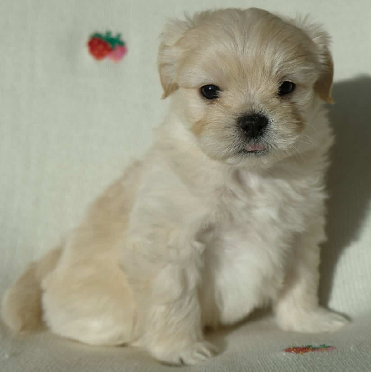 Maltese mix boy image 2
