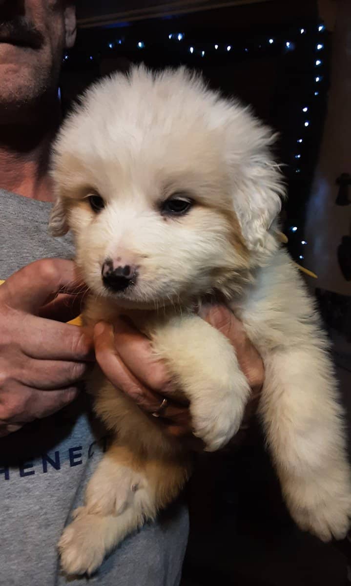 Great Pyrenees image 4