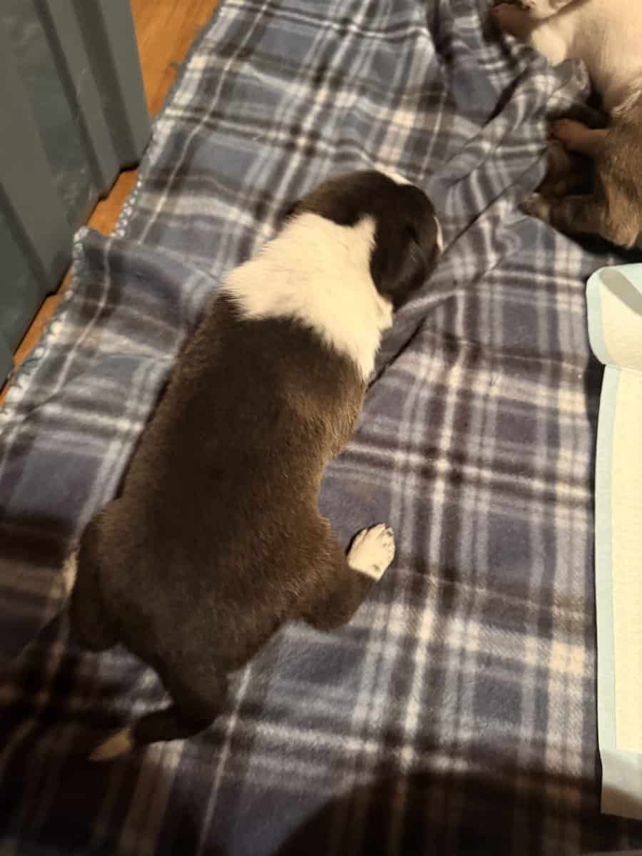 Male Puppies image 5