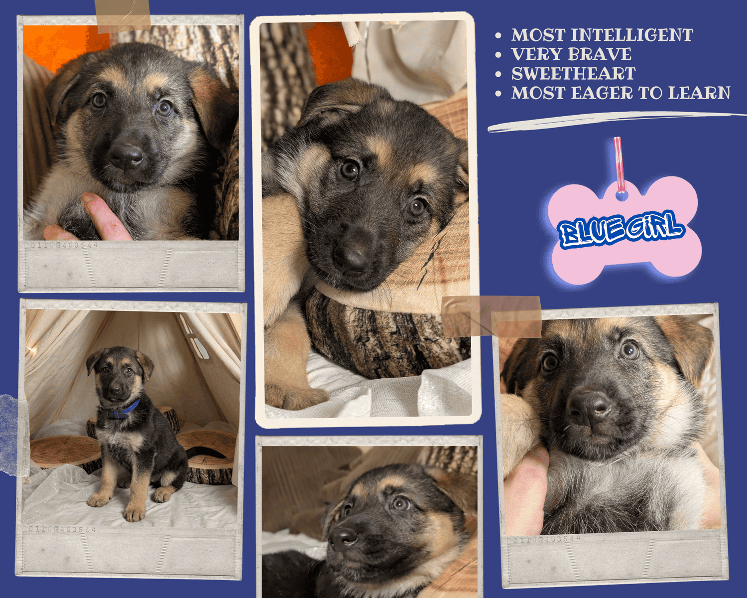 Six adorable 8-week-old German Shepherd puppies ! image 9