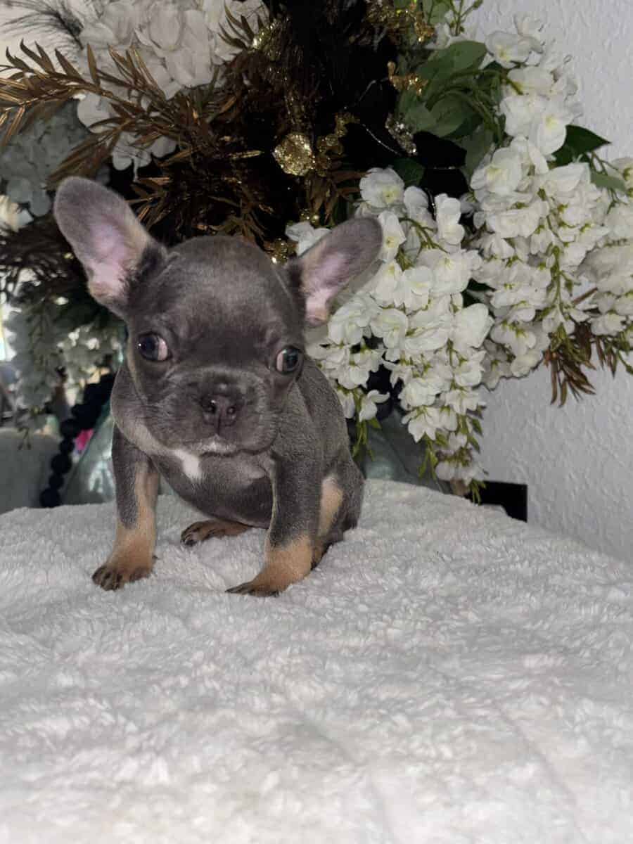 12-Week-Old Frenchie Puppies Ready Today! image 6