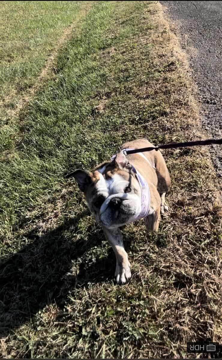 Female English bulldog for sale image 5