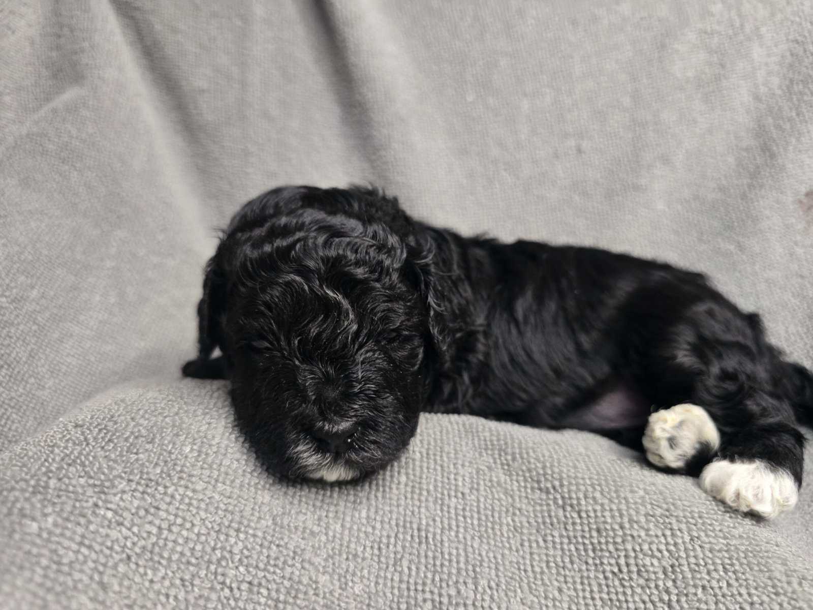 Adorable puppies looking for there forever home image 7