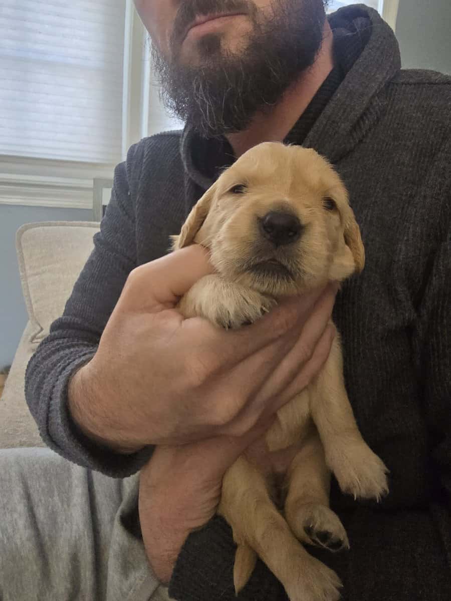 Puppy 2 image 3