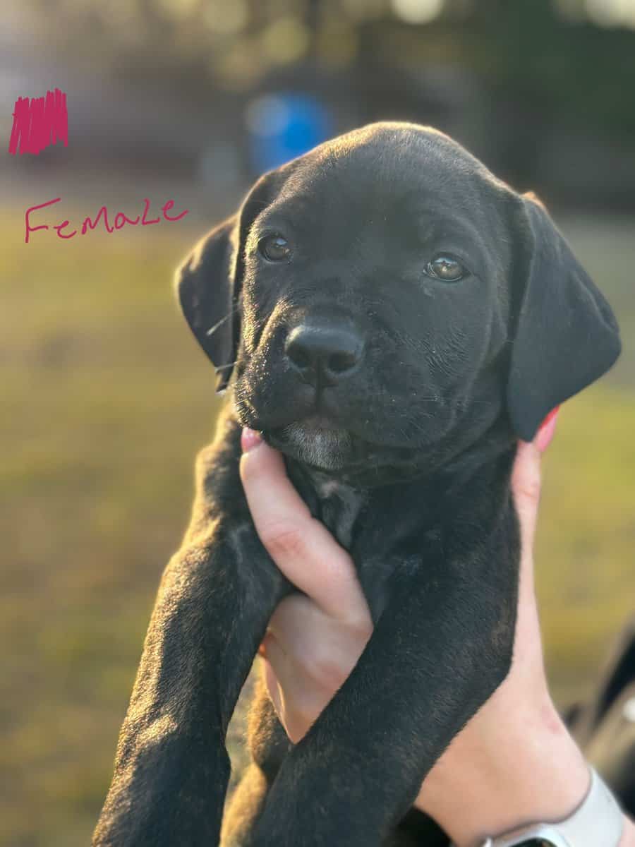 Cane Corso puppies image 13