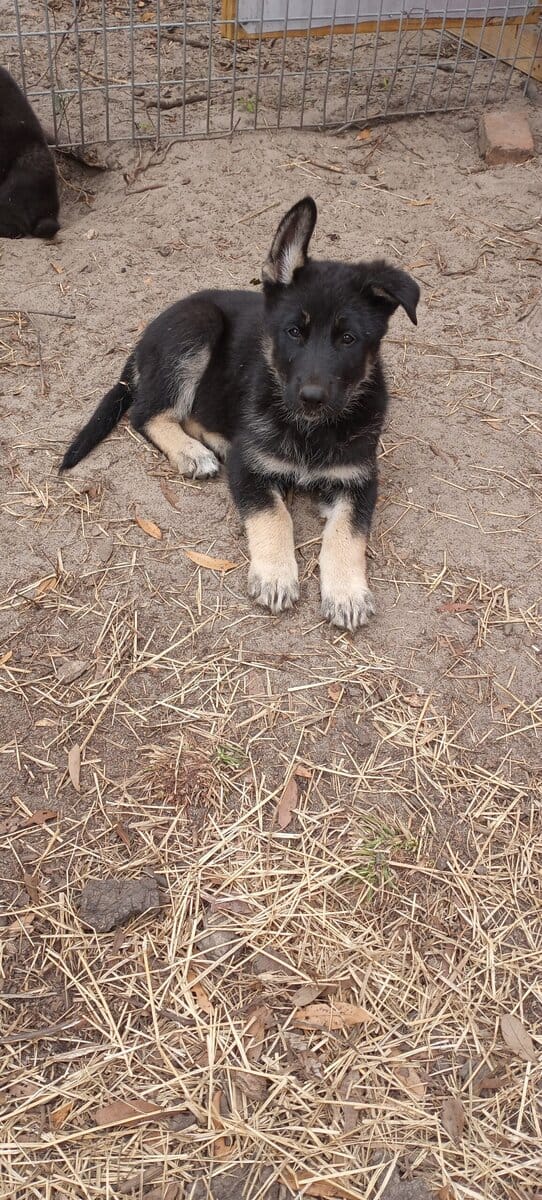 Registered German Shepherd Puppies image 8