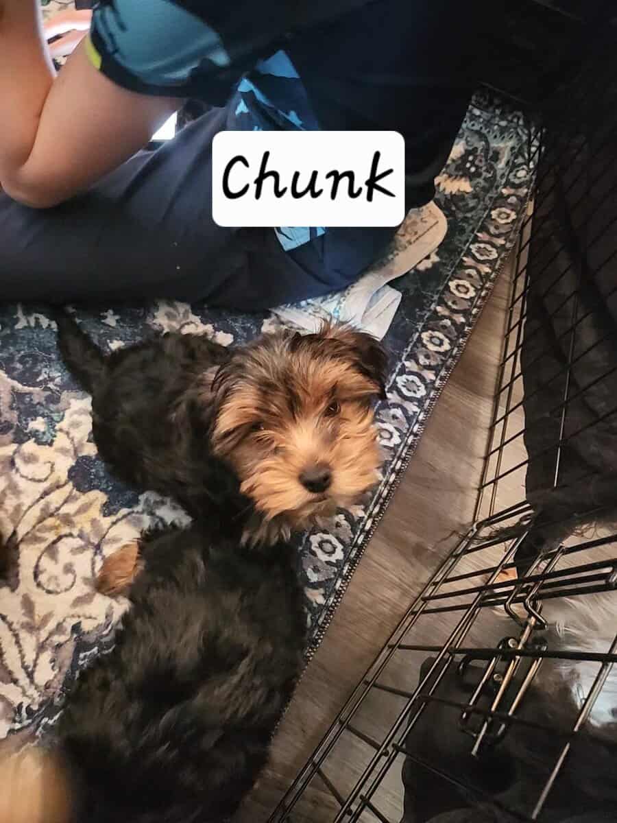 Yorkie puppies for sale image 13