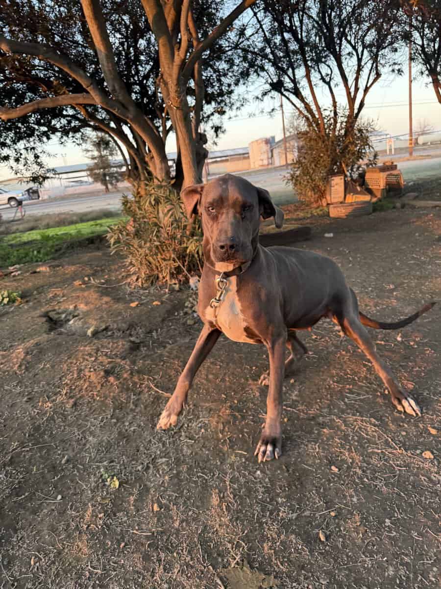 Dane puppy’s image 2