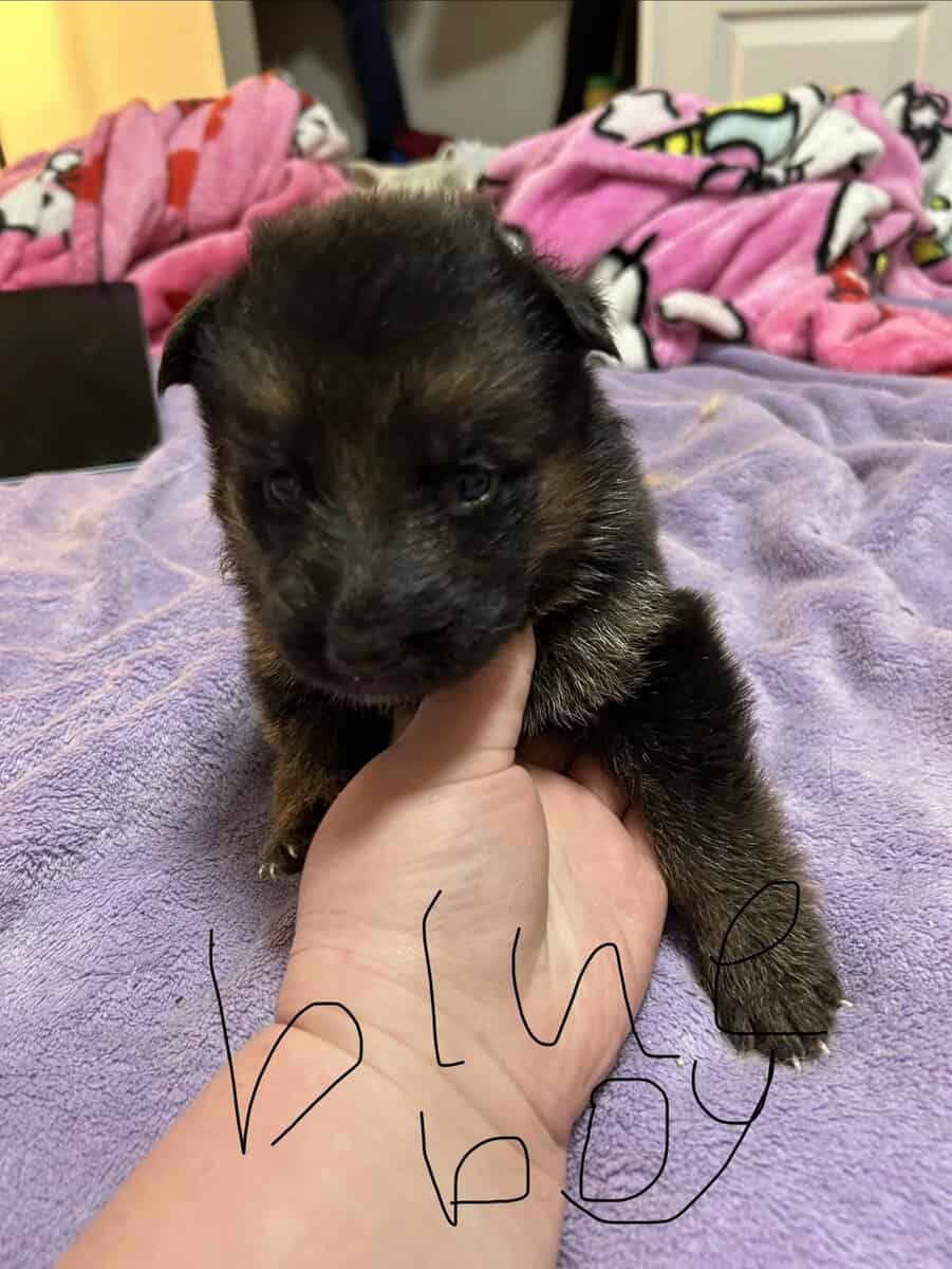 German Shepherd puppies image 8