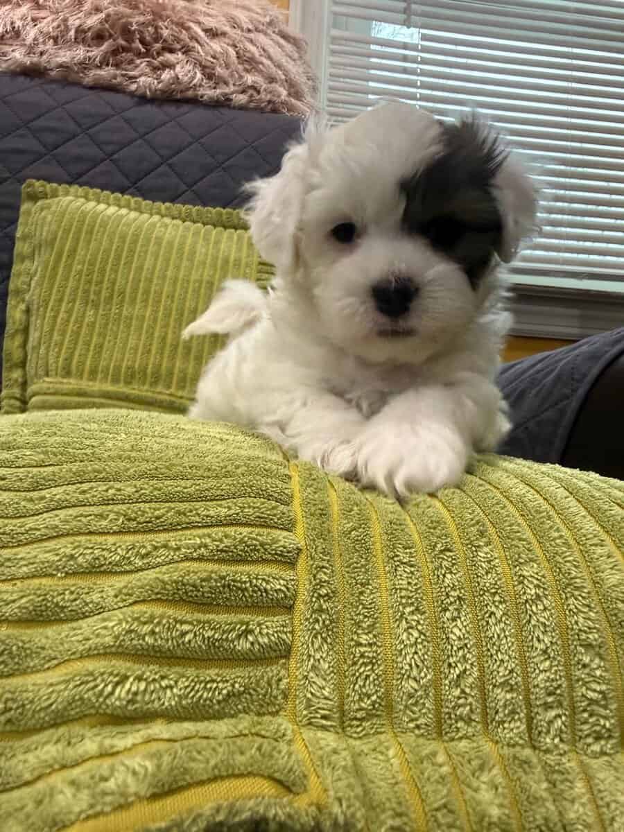 2 puppies on sale image 1