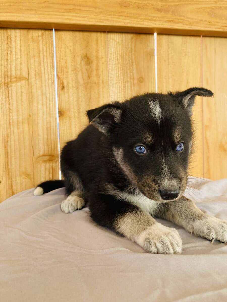 Husky Puppies image 3