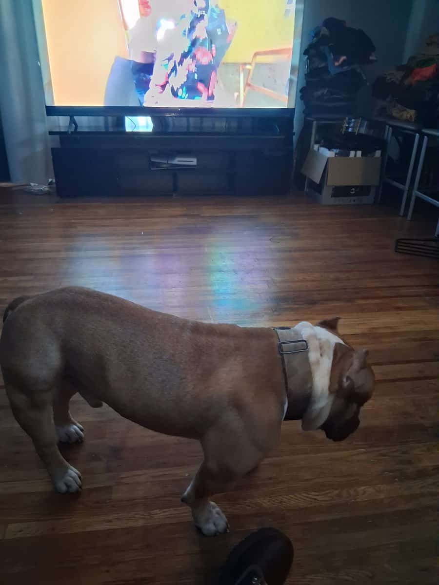 XL bullie image 2