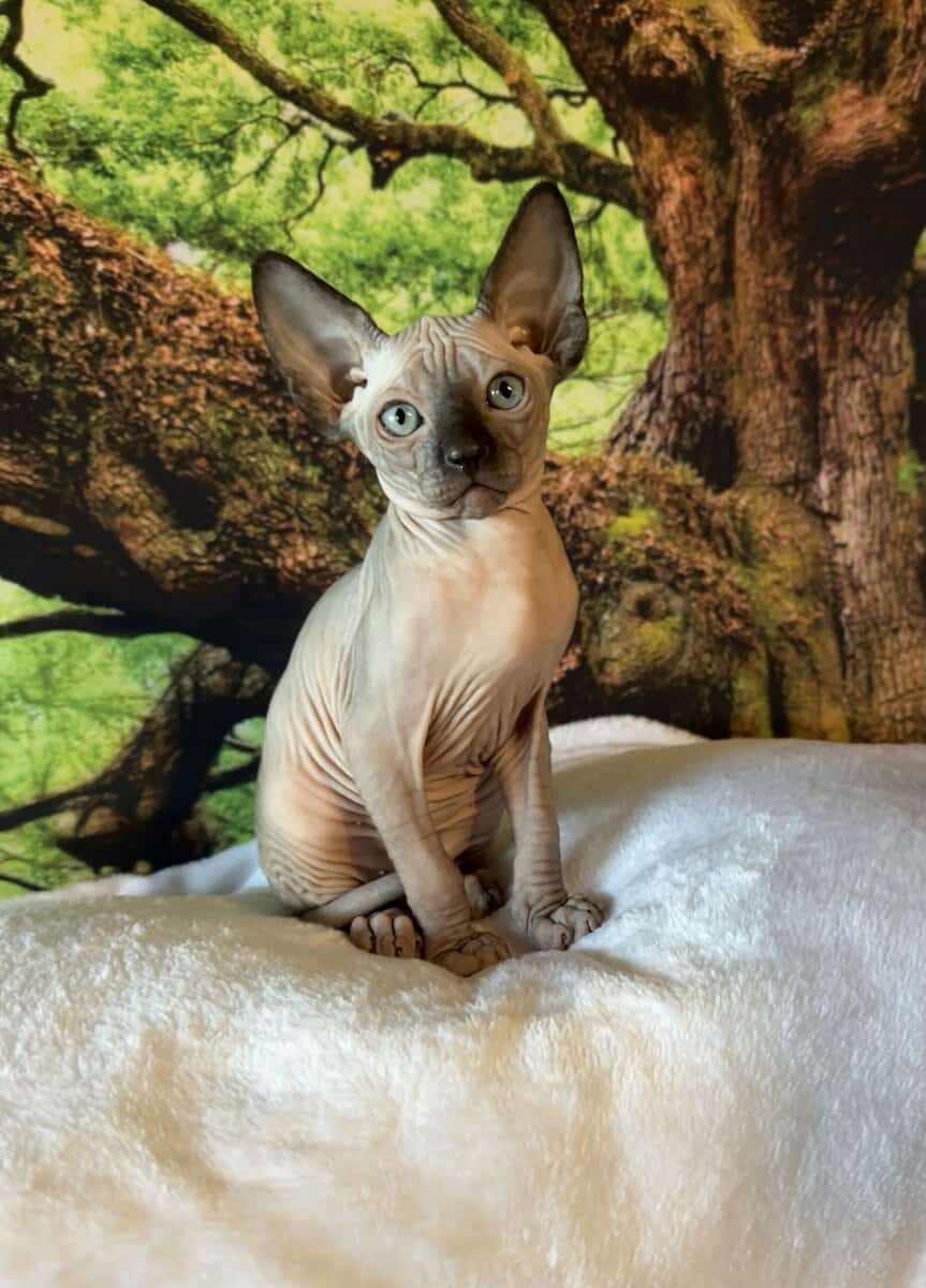 Sphynx kitten image 1