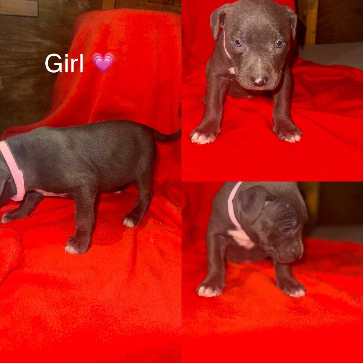 Bully puppies for sale! image 4