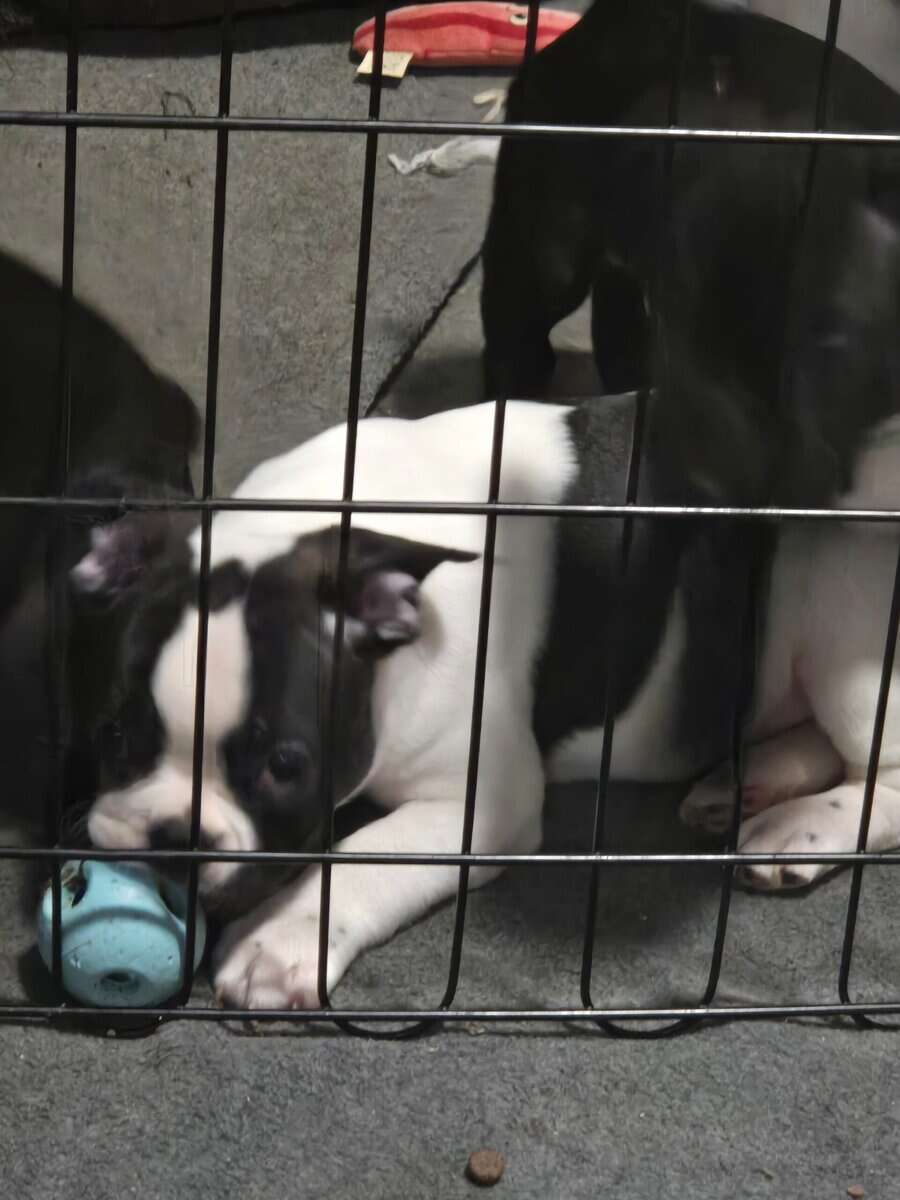 French Bulldog Puppies image 2